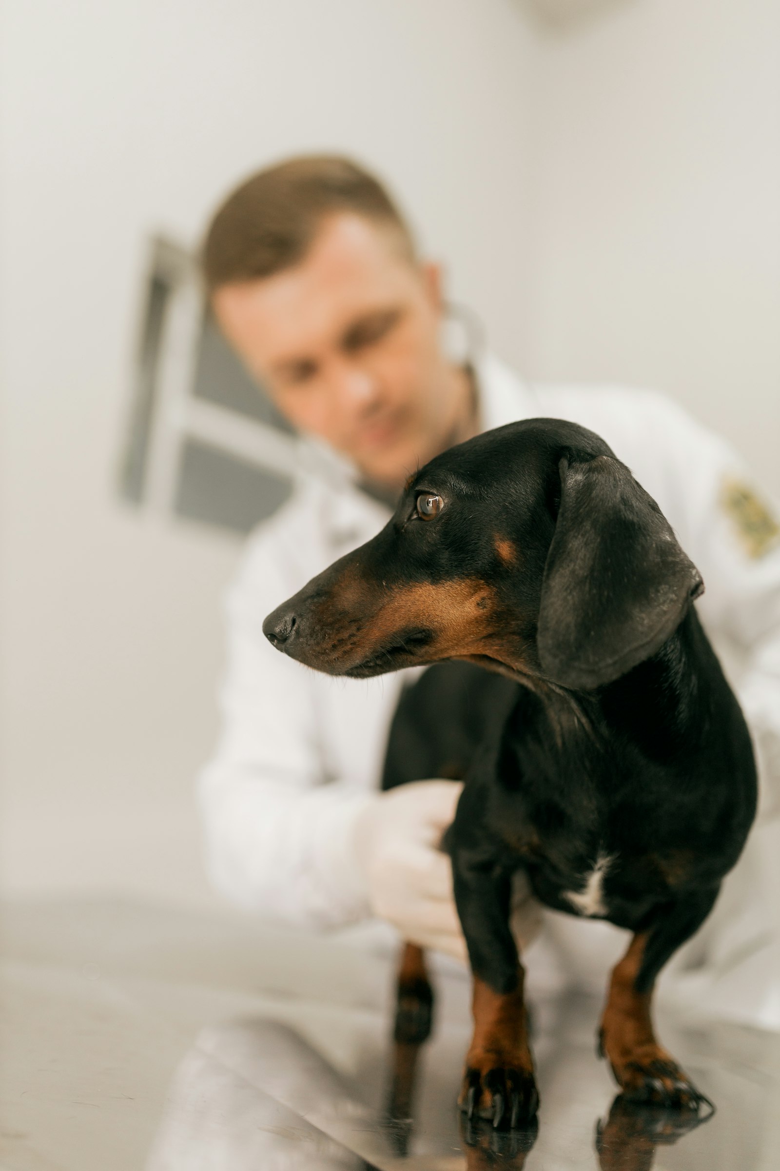 Focinho Feliz Pet & Vet — modelo de site